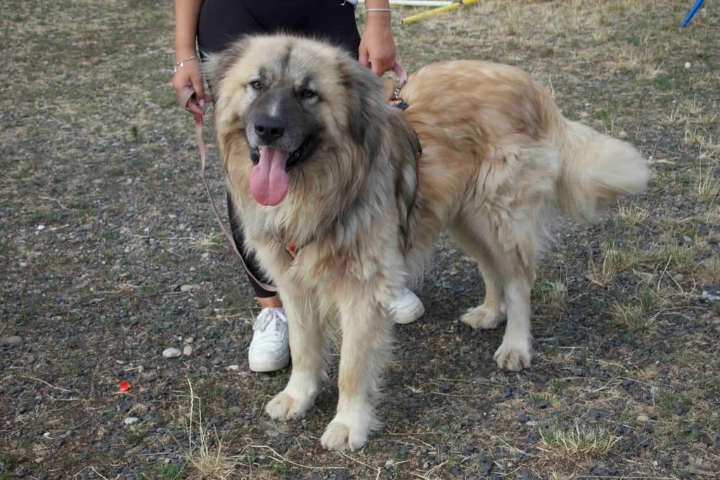 Troyan, male 5yo Mixed Breed for adoption at Ein Herz für Streuner e.V., München