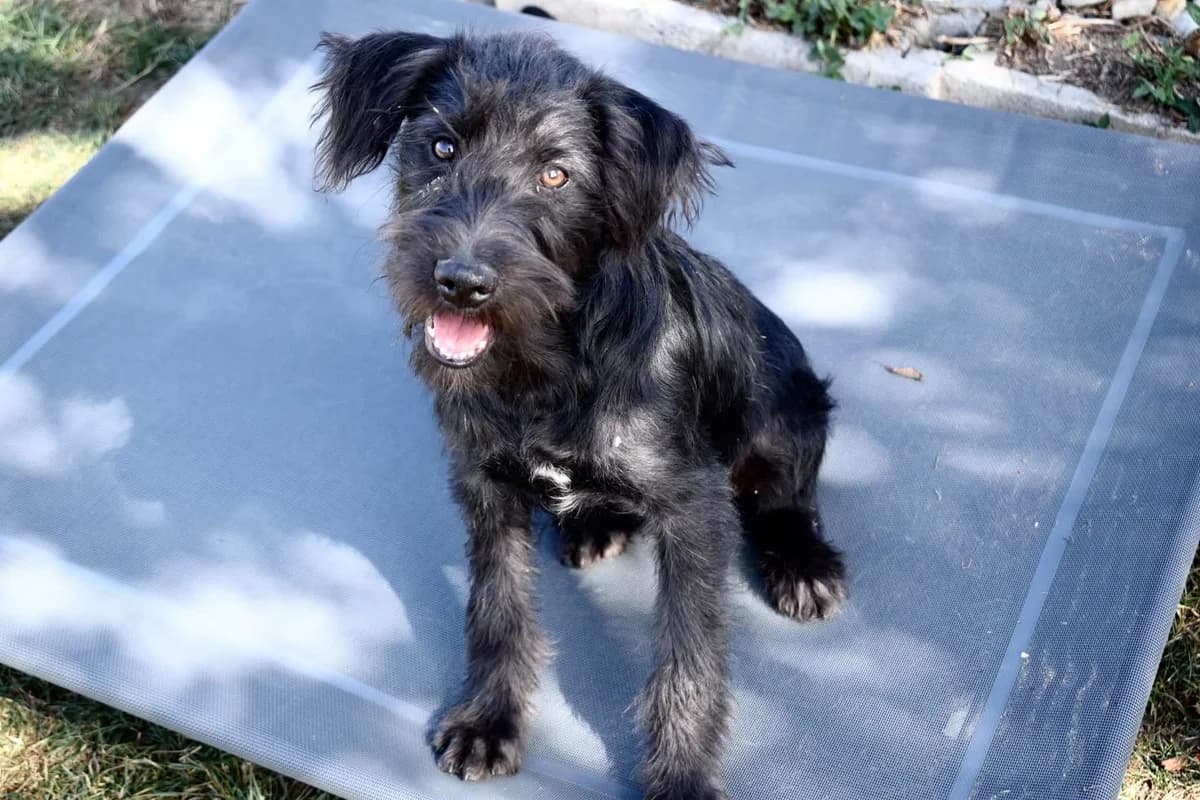 Trude, female puppy Mixed Breed for adoption at Ein Herz für Streuner e.V., München