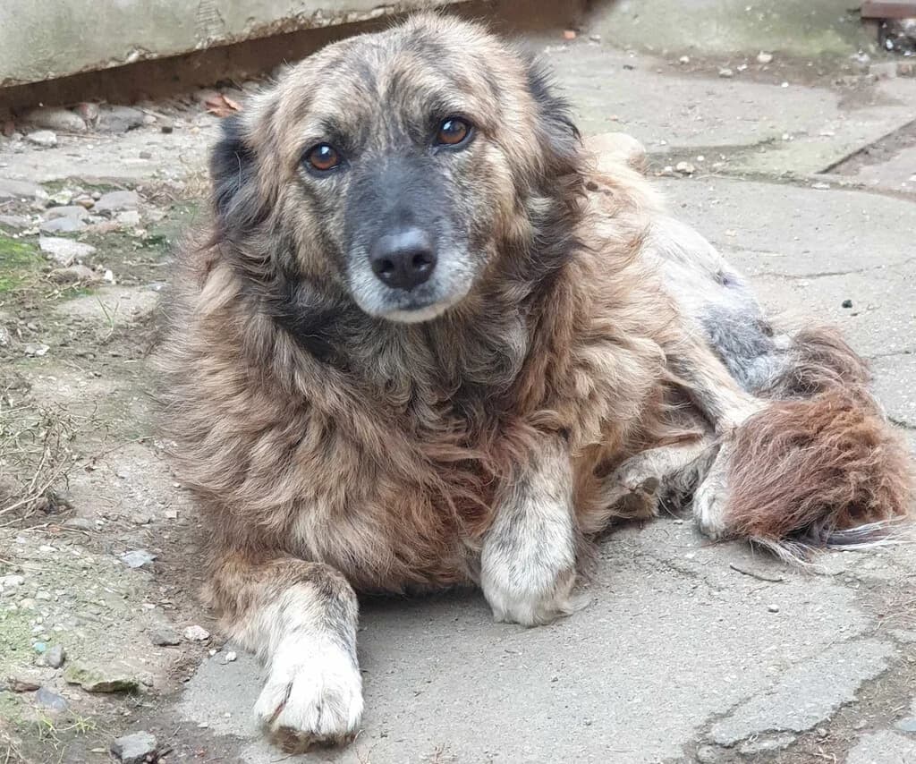 Trude, braun female 5yo Mixed Breed for adoption at Ein Herz für Streuner e.V., München