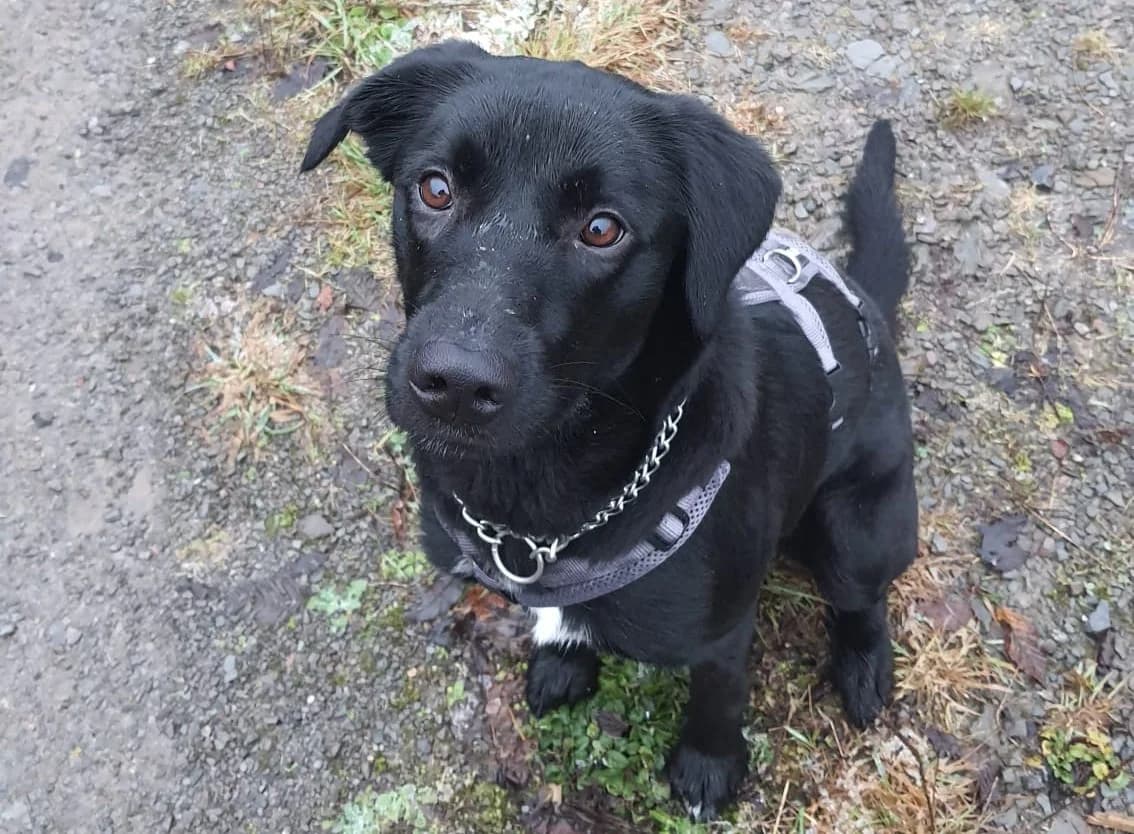 Trudy, female young Mixed Breed for adoption at Ein Herz für Streuner e.V., München