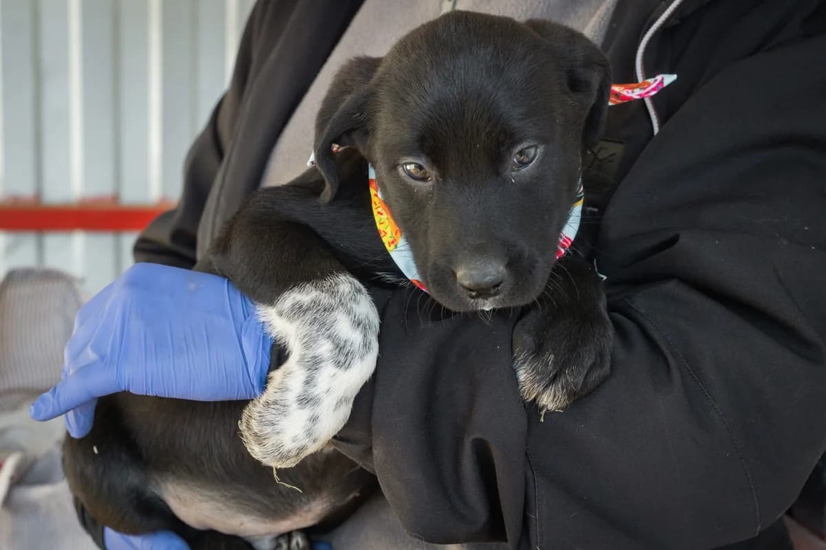 Truffle, weiß male puppy Mixed Breed for adoption at Ein Herz für Streuner e.V., München