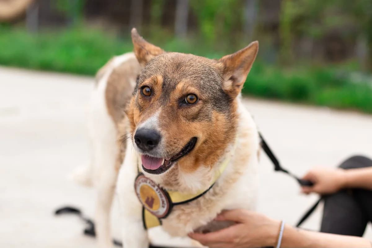 Trusca, female 7yo Mixed Breed for adoption at Ein Herz für Streuner e.V., München