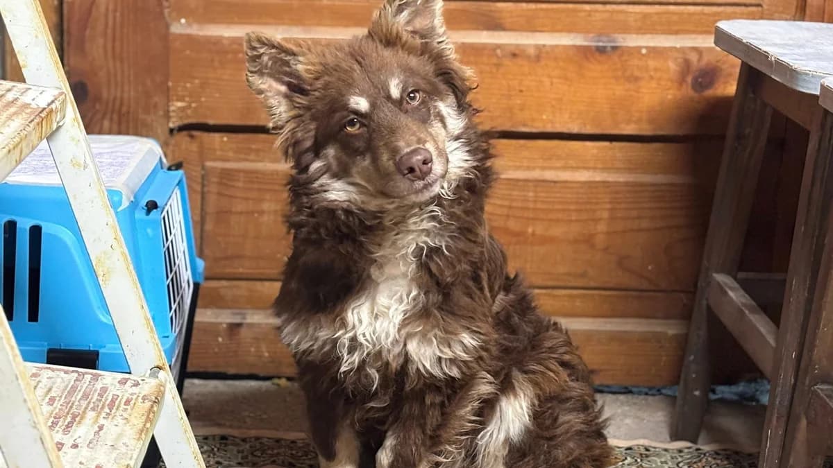 Truss, male puppy Mixed Breed for adoption at Ein Herz für Streuner e.V., München