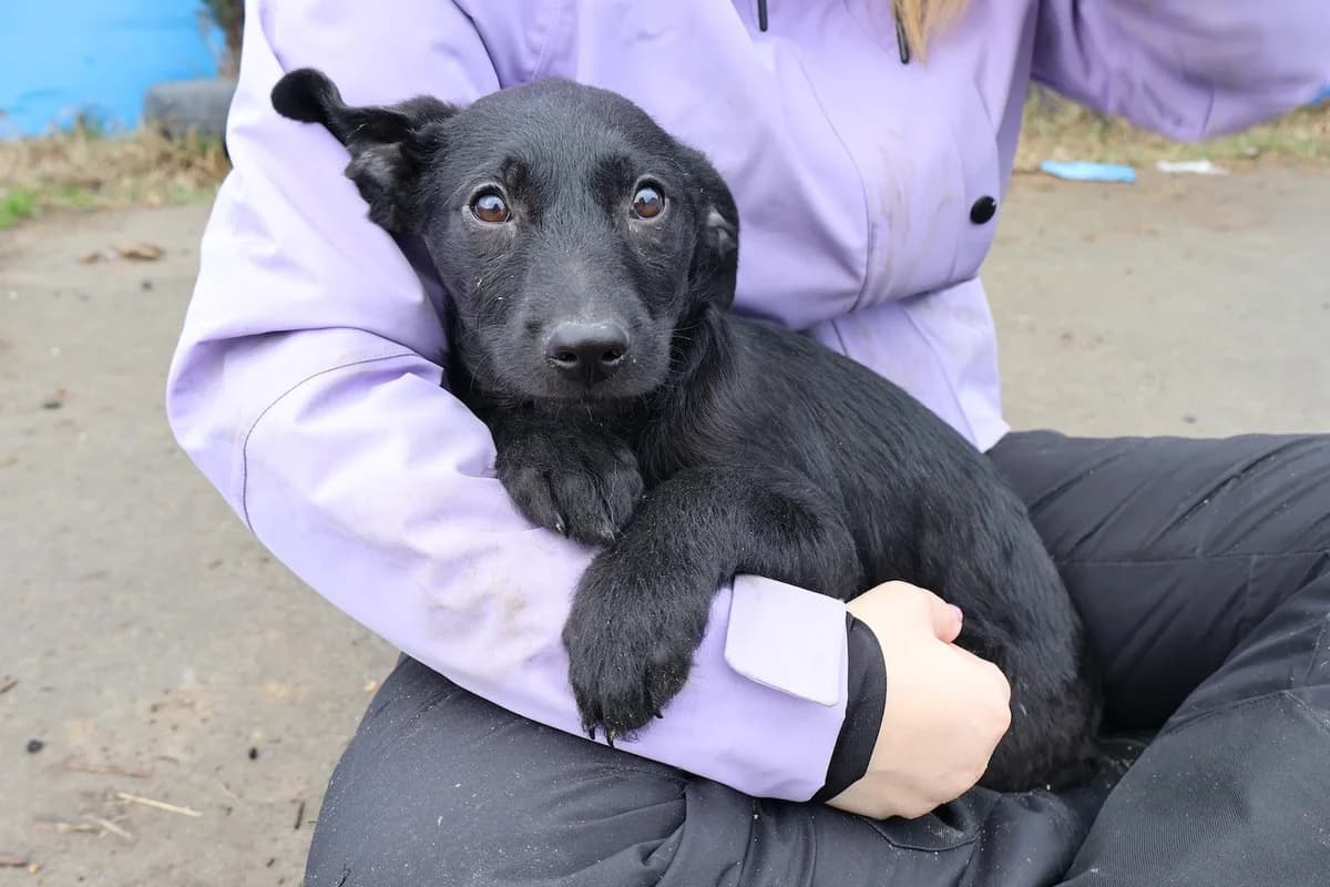 Tsuki, female puppy Mixed Breed for adoption at Ein Herz für Streuner e.V., München