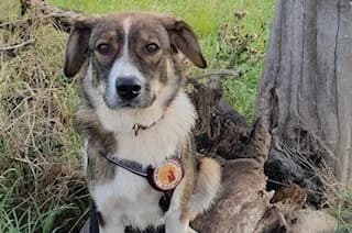 Tuana, female 5yo Mixed Breed for adoption at Ein Herz für Streuner e.V., München