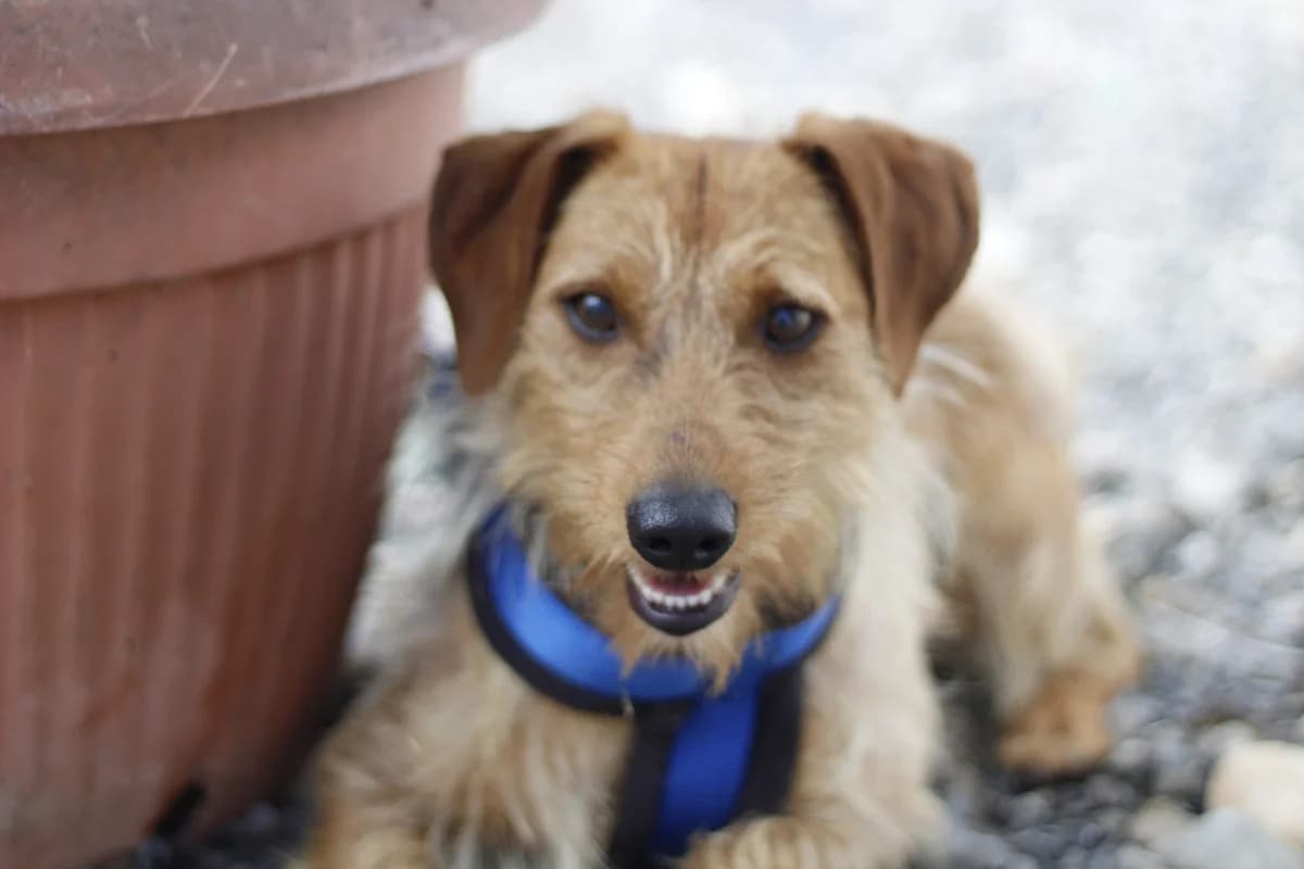 Tucker, male 5yo Mixed Breed for adoption at Ein Herz für Streuner e.V., München