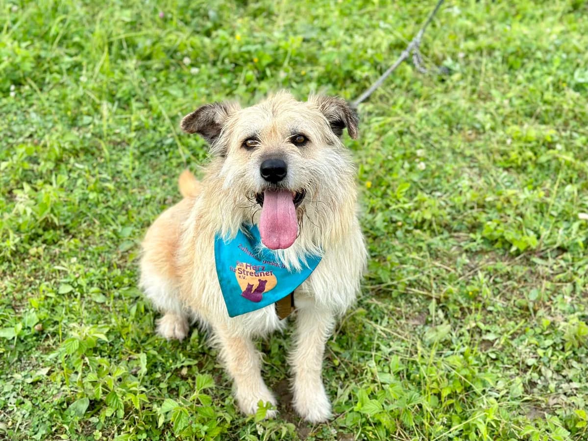 Tudor, male senior Mixed Breed for adoption at Ein Herz für Streuner e.V., München