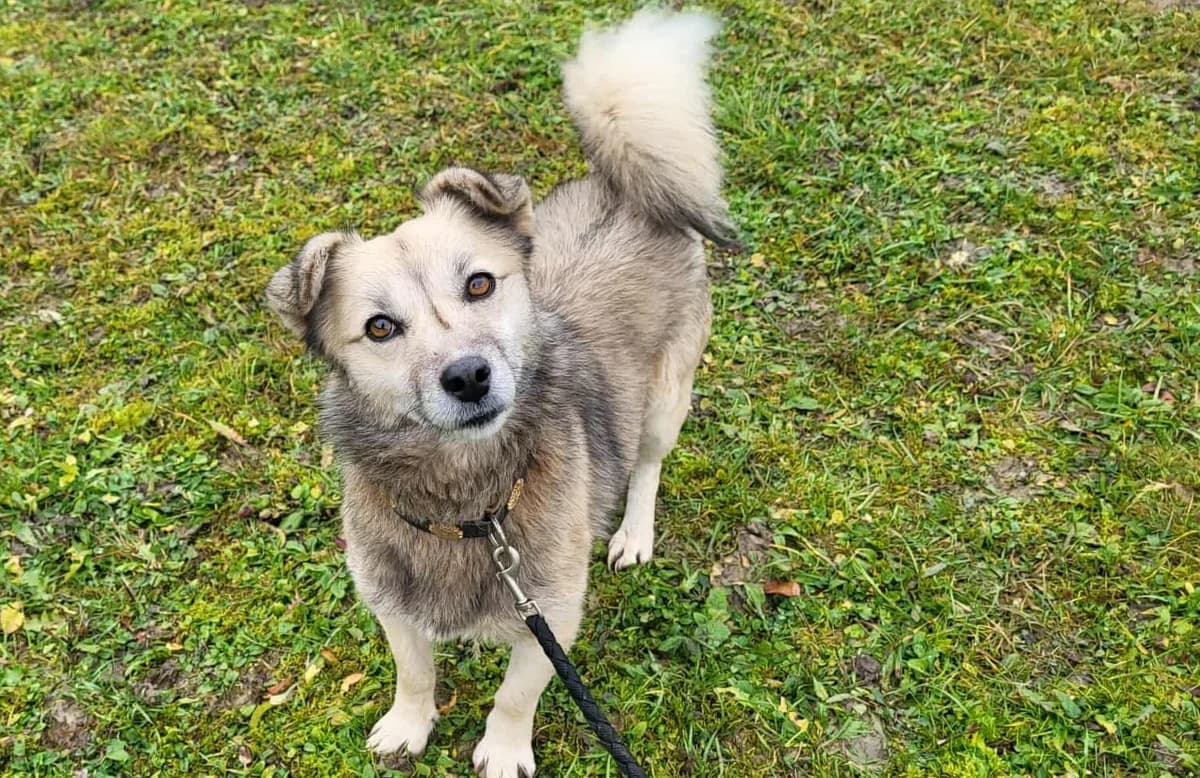 Tuffi, beige female 3yo Mixed Breed for adoption at Ein Herz für Streuner e.V., München