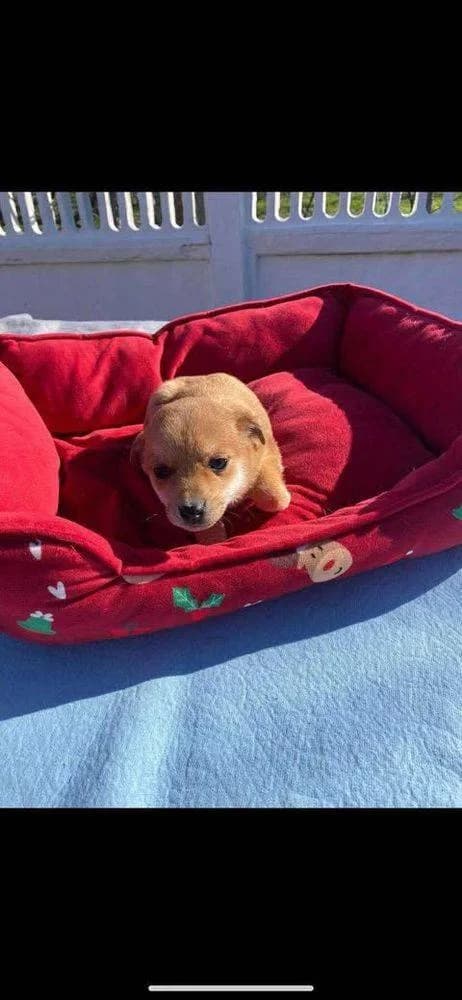 Tufi, puppy Mixed Breed for adoption at Ein Herz für Streuner e.V., München