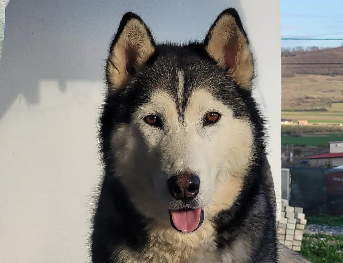 Tula, female 3yo Mixed Breed for adoption at Ein Herz für Streuner e.V., München