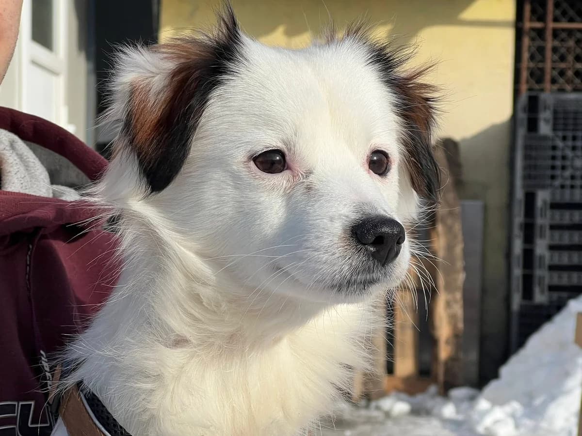Tur, weiß male young Mixed Breed for adoption at Ein Herz für Streuner e.V., München