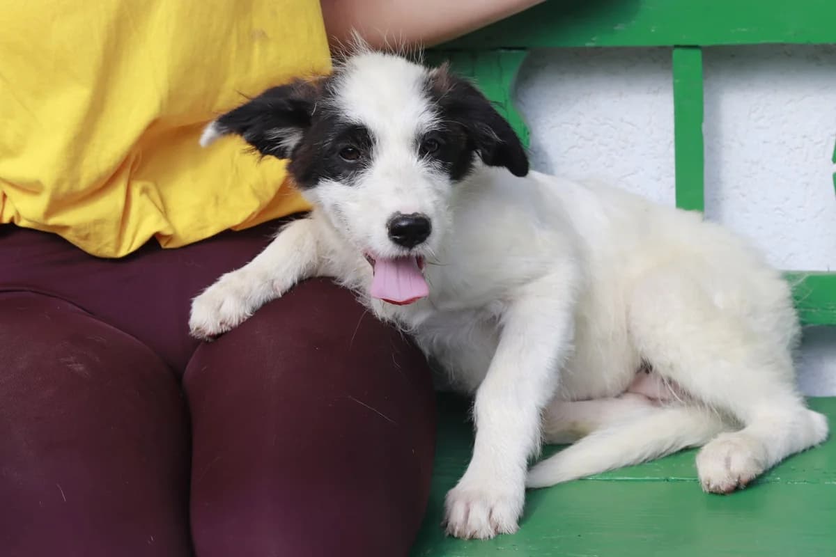 Tura, weiß female puppy Mixed Breed for adoption at Ein Herz für Streuner e.V., München