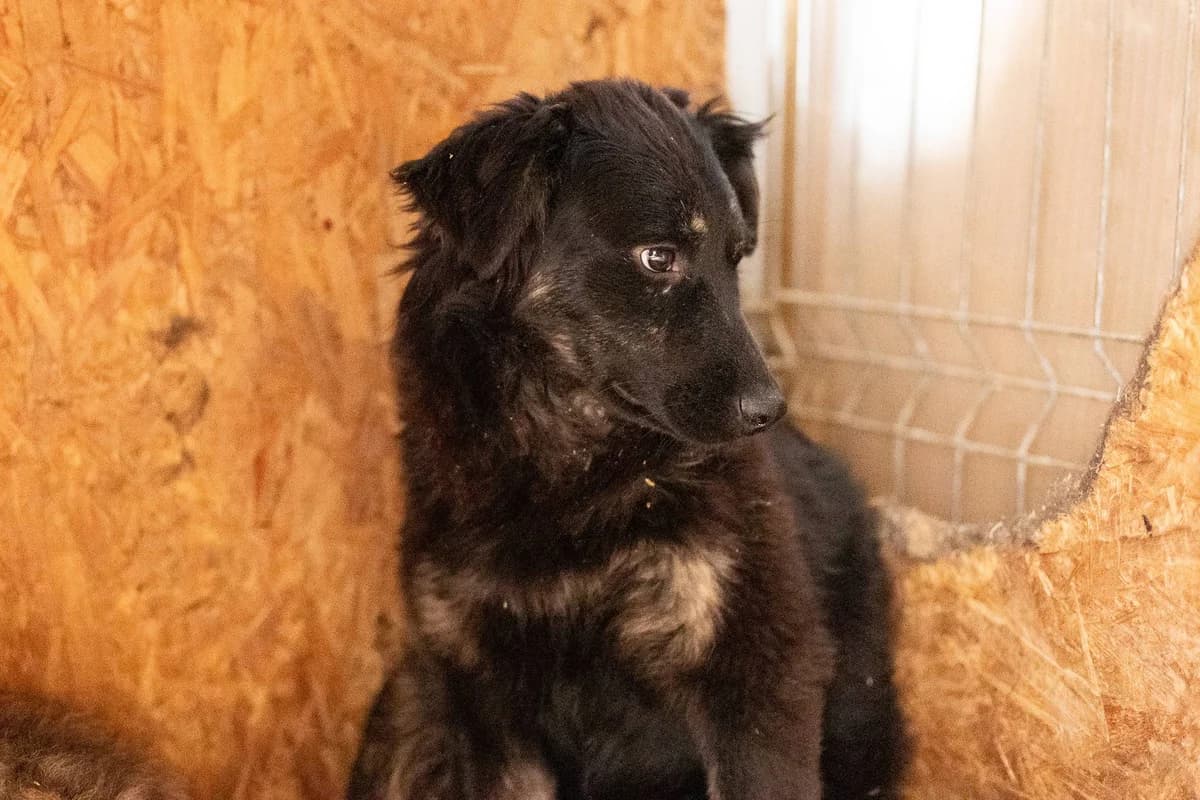 Turia, schwarz female 5yo Mixed Breed for adoption at Ein Herz für Streuner e.V., München