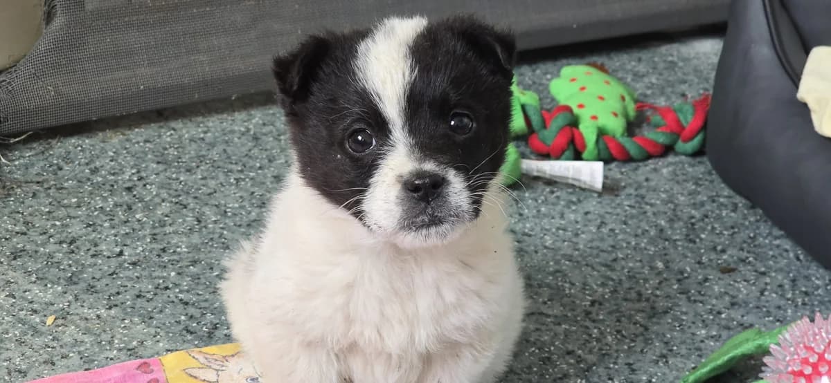 Turtur, male puppy Mixed Breed for adoption at Ein Herz für Streuner e.V., München