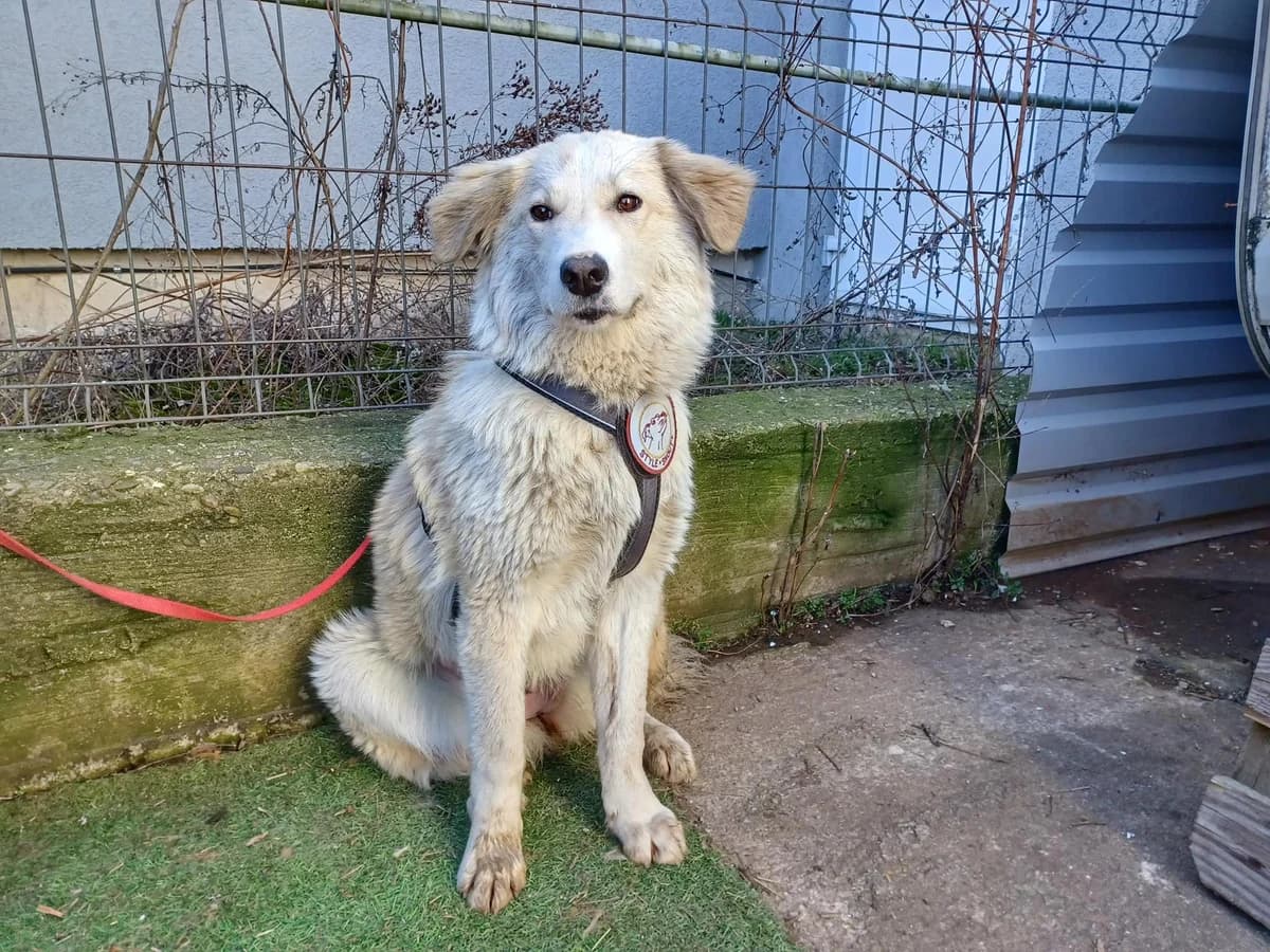 Tuuli, female young Mixed Breed for adoption at Ein Herz für Streuner e.V., München