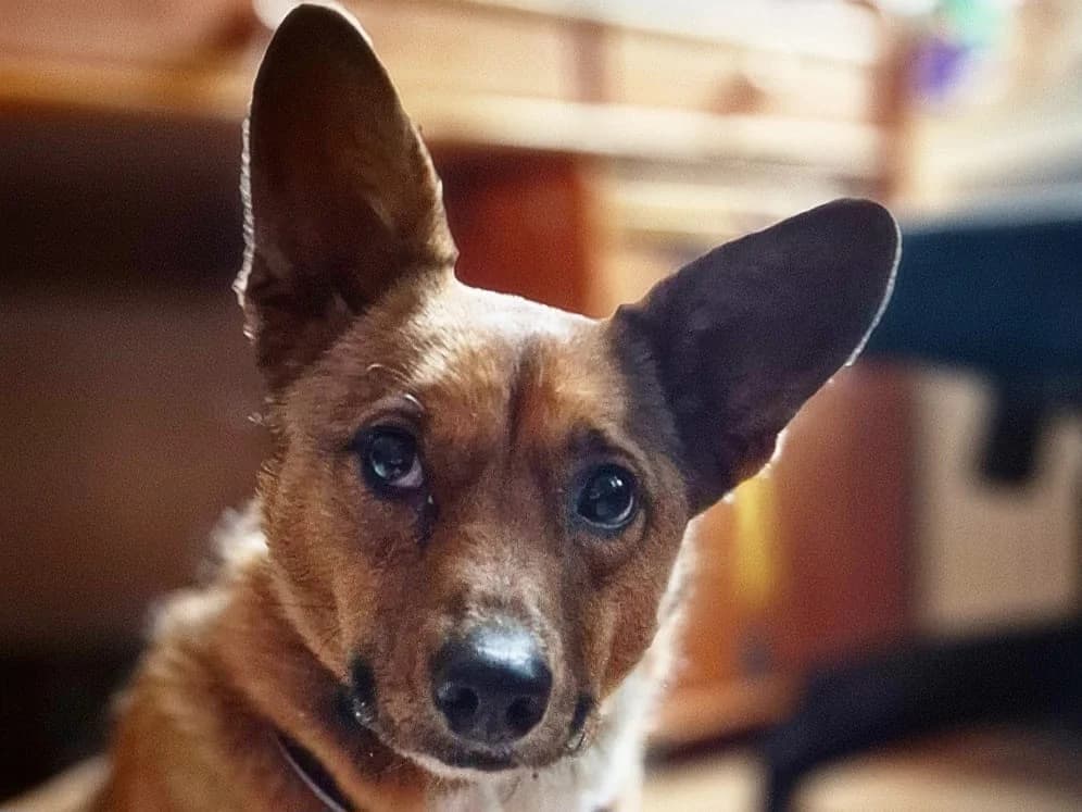 Tuuli, female young Mixed Breed for adoption at Ein Herz für Streuner e.V., München