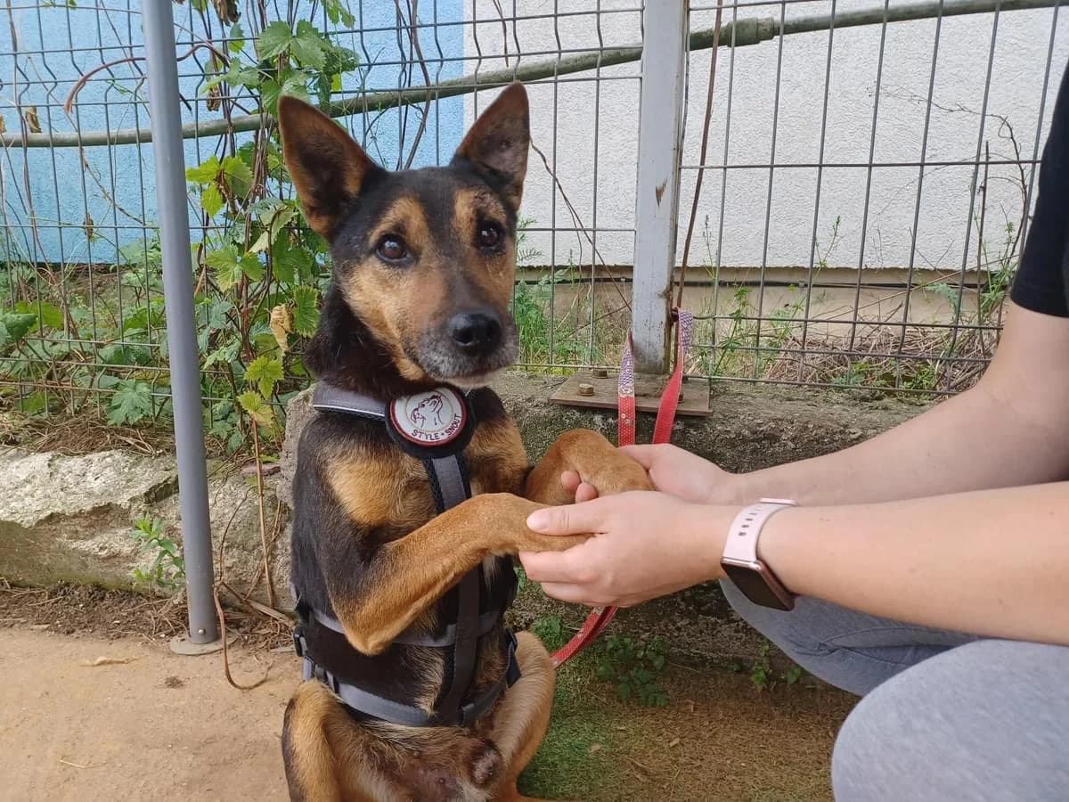 Tuure, male 6yo Mixed Breed for adoption at Ein Herz für Streuner e.V., München