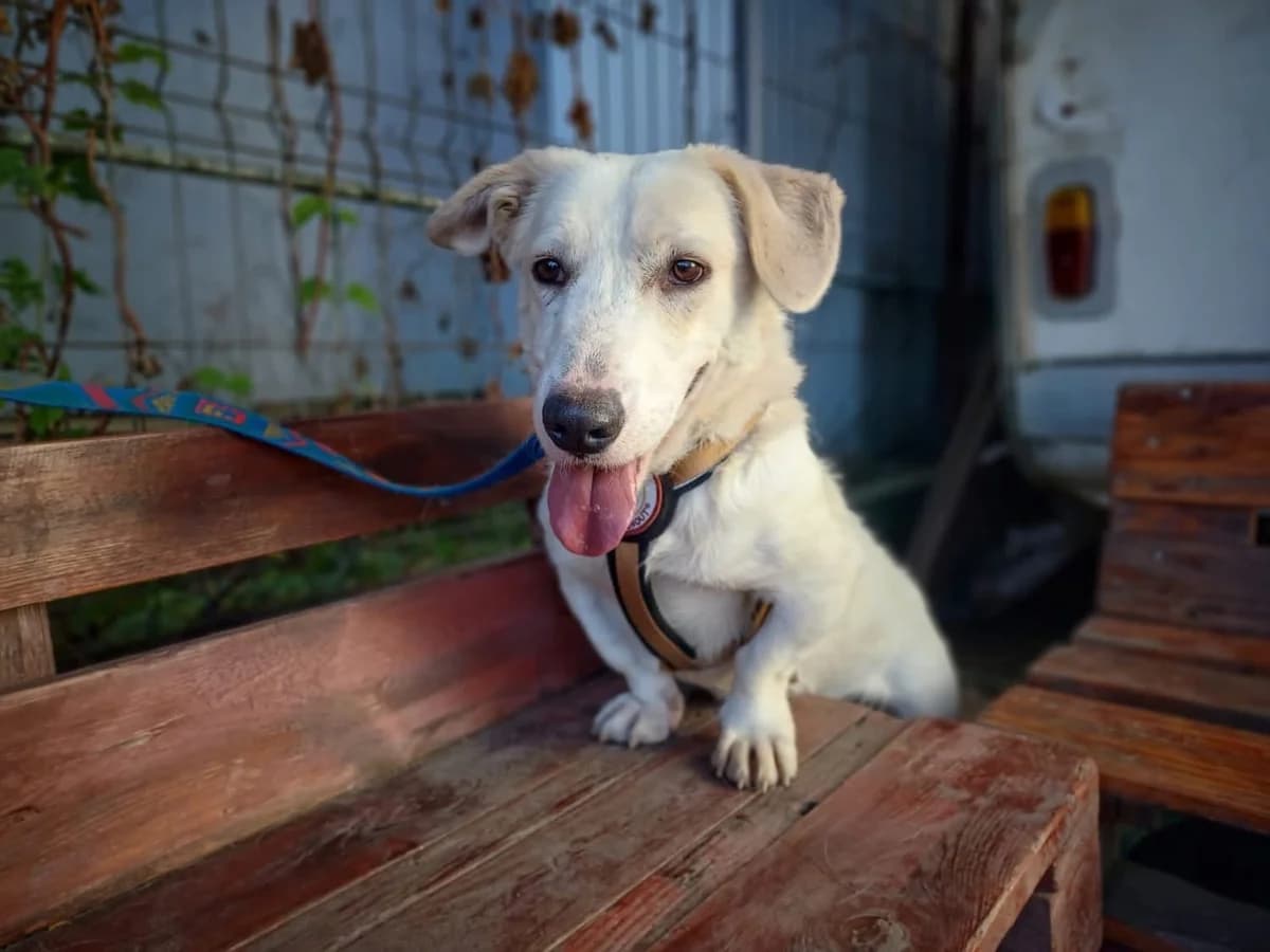 Tuuri, male 6yo Mixed Breed for adoption at Ein Herz für Streuner e.V., München