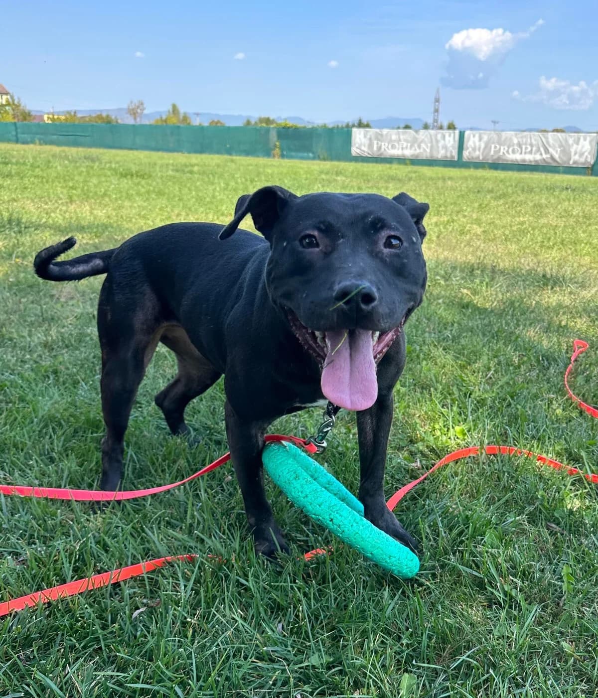 Tuva, female 4yo Mixed Breed for adoption at Ein Herz für Streuner e.V., München