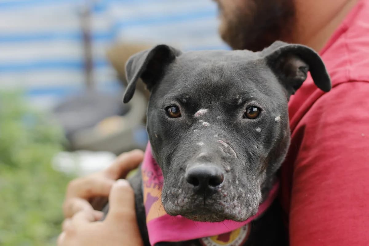 Tuva, female 5yo Mixed Breed for adoption at Ein Herz für Streuner e.V., München