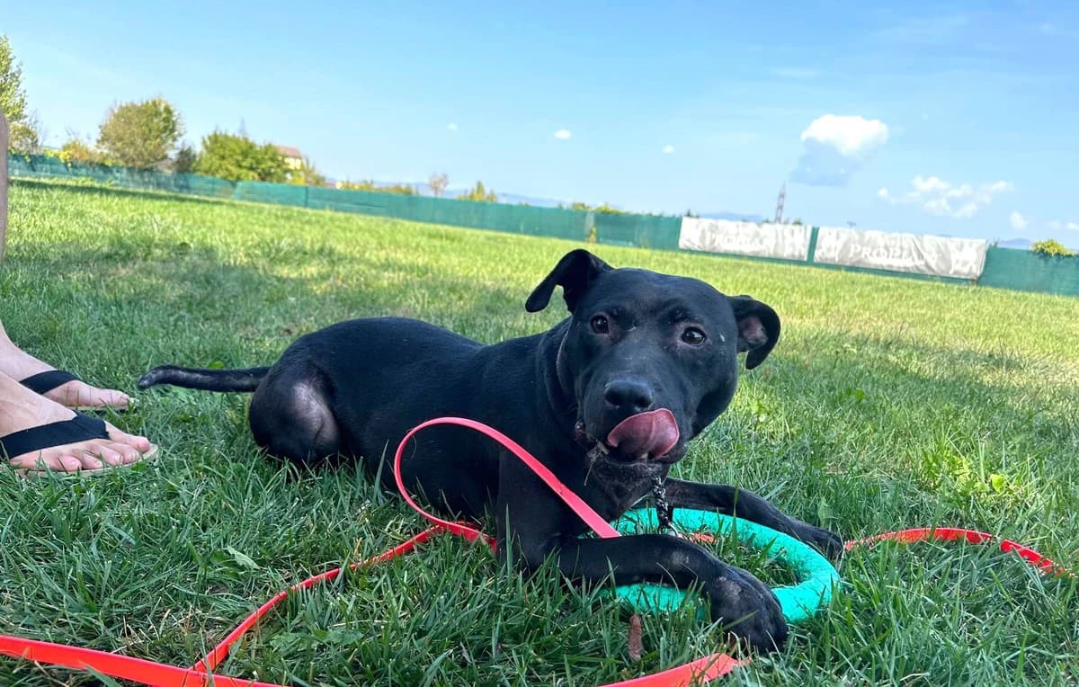 Tuva, female 4yo Mixed Breed for adoption at Ein Herz für Streuner e.V., München