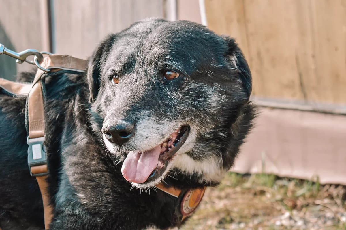 Tuzan, weiß male senior Mixed Breed for adoption at Ein Herz für Streuner e.V., München