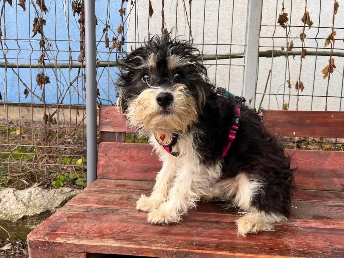 Tweety, female young Mixed Breed for adoption at Ein Herz für Streuner e.V., München