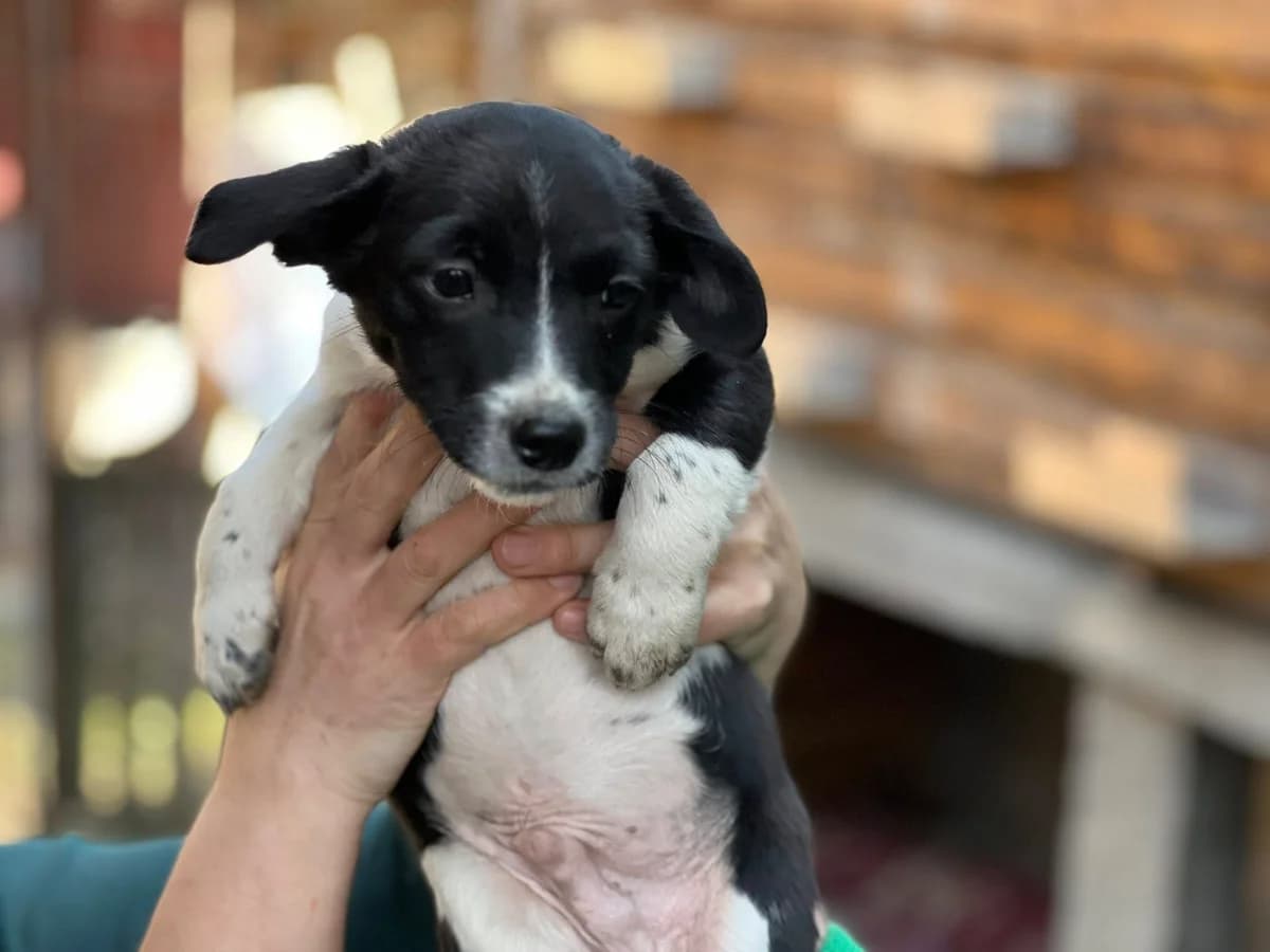 Twinkle, schwarz male puppy Mixed Breed for adoption at Ein Herz für Streuner e.V., München