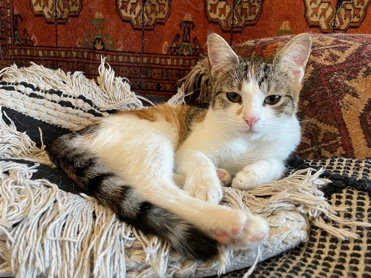 Twinky, female 5yo Mixed Breed for adoption at Ein Herz für Streuner e.V., München