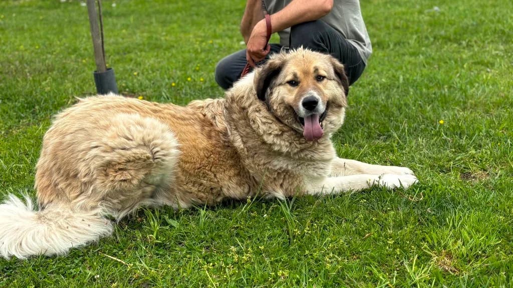Twix, male senior Mixed Breed for adoption at Ein Herz für Streuner e.V., München