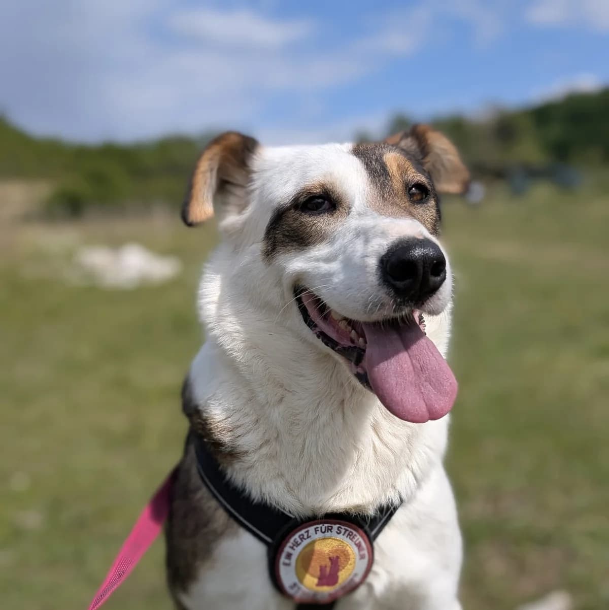 Two Face, female 3yo Mixed Breed for adoption at Ein Herz für Streuner e.V., München
