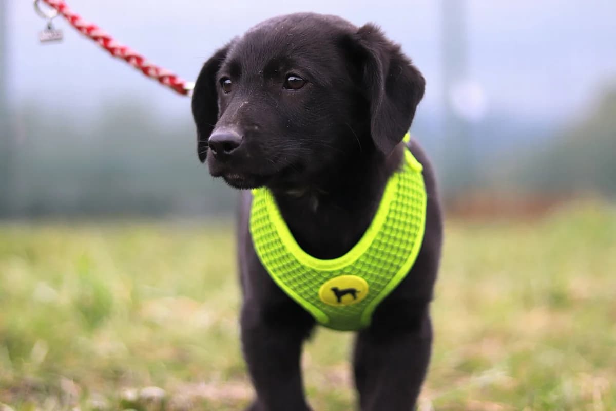 Tyko, male puppy Mixed Breed for adoption at Ein Herz für Streuner e.V., München