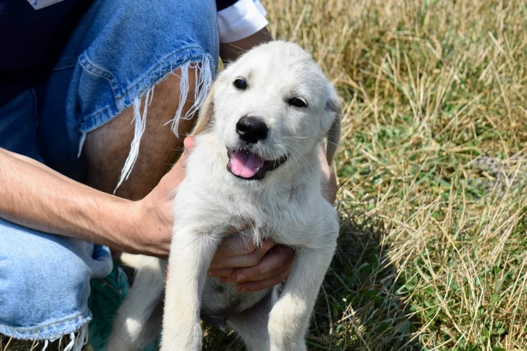 Tyko, male puppy Mixed Breed for adoption at Ein Herz für Streuner e.V., München