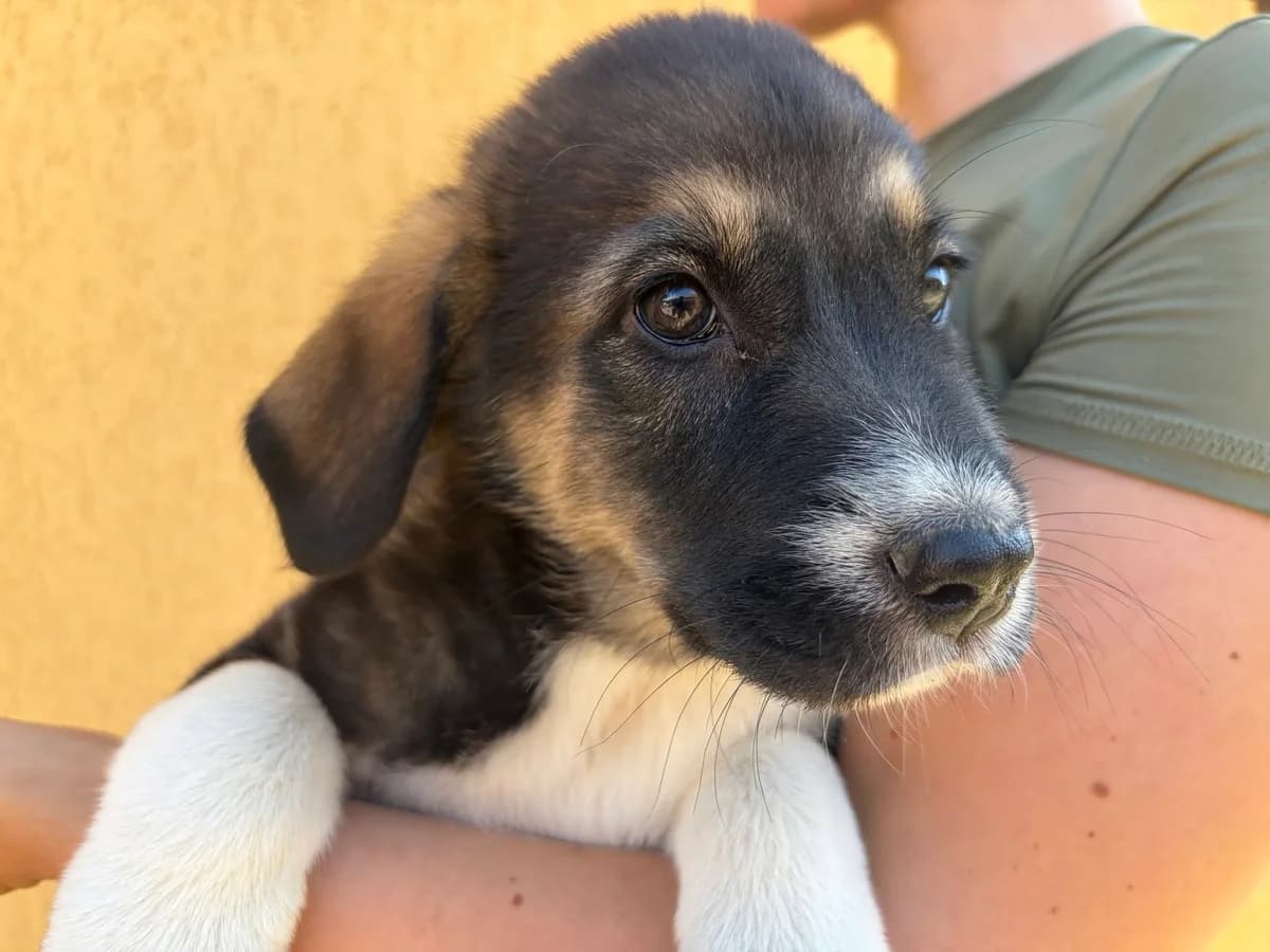 Tyler, male puppy Mixed Breed for adoption at Ein Herz für Streuner e.V., München