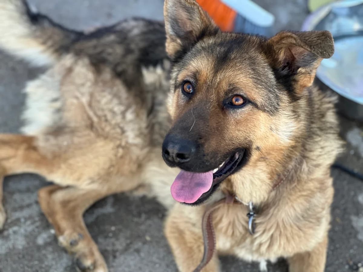 Tymir, male young Mixed Breed for adoption at Ein Herz für Streuner e.V., München
