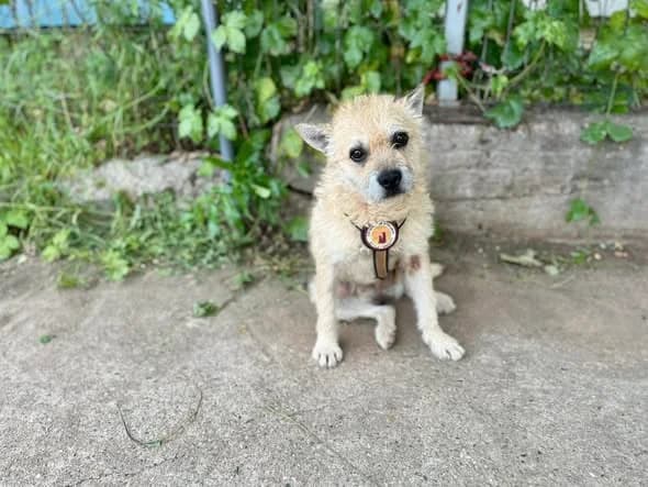 Tyr, male 7yo Mixed Breed for adoption at Ein Herz für Streuner e.V., München