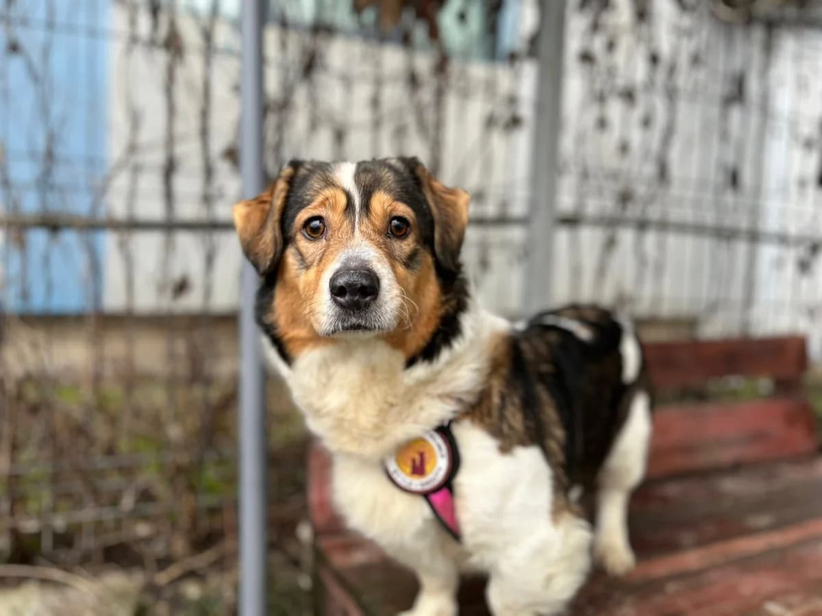 Tyra, tricolor female 4yo Mixed Breed for adoption at Ein Herz für Streuner e.V., München