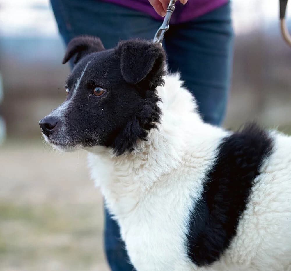 Tyson, male senior Mixed Breed for adoption at Ein Herz für Streuner e.V., München