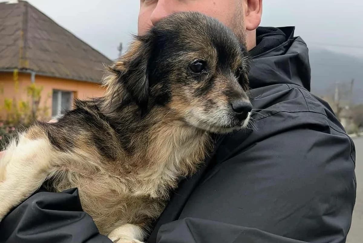 Ulla, female senior Mixed Breed for adoption at Ein Herz für Streuner e.V., München