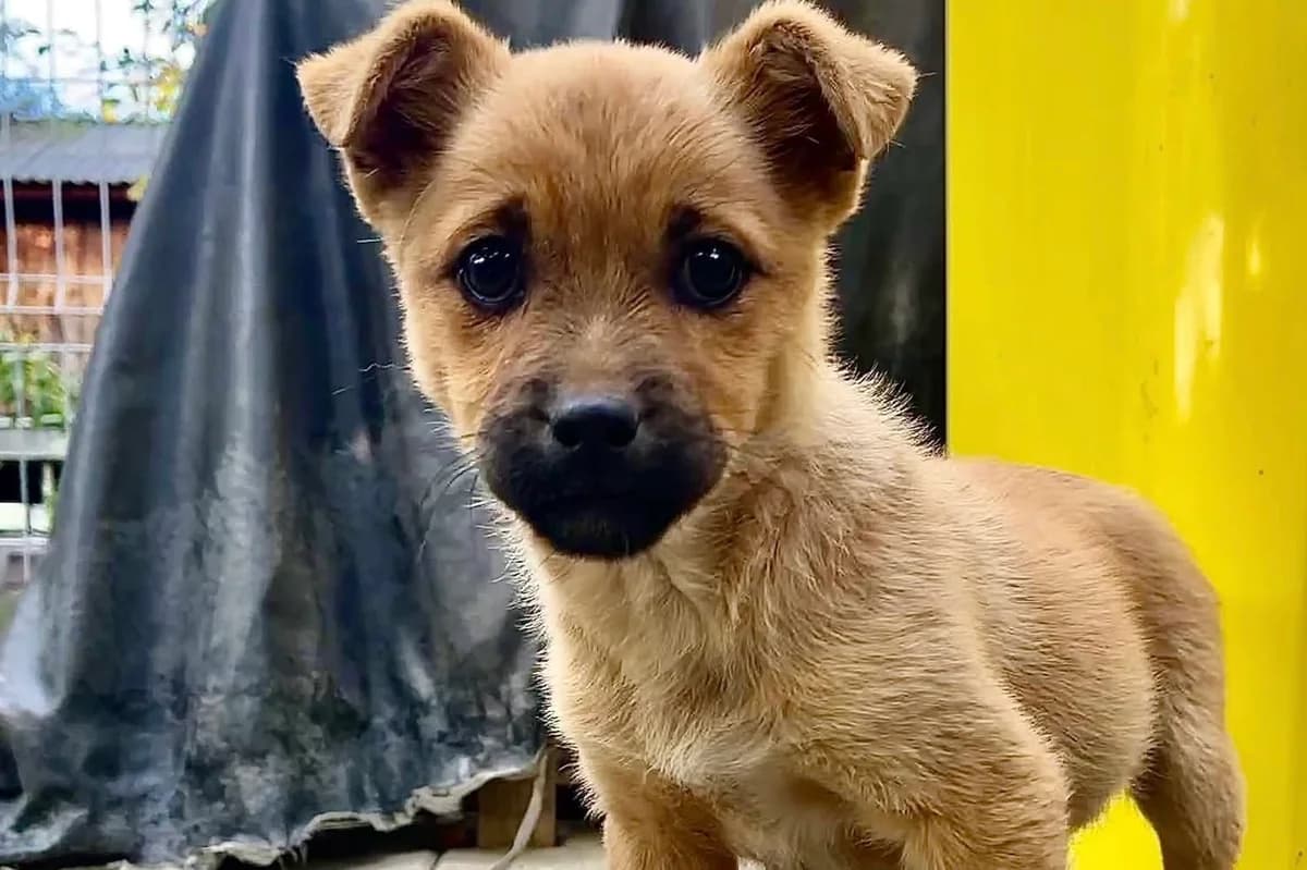 Umberto, male puppy Mixed Breed for adoption at Ein Herz für Streuner e.V., München