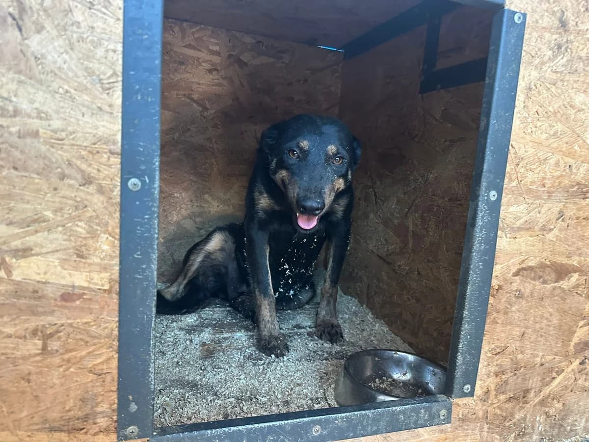 Una, female 5yo Mixed Breed for adoption at Ein Herz für Streuner e.V., München