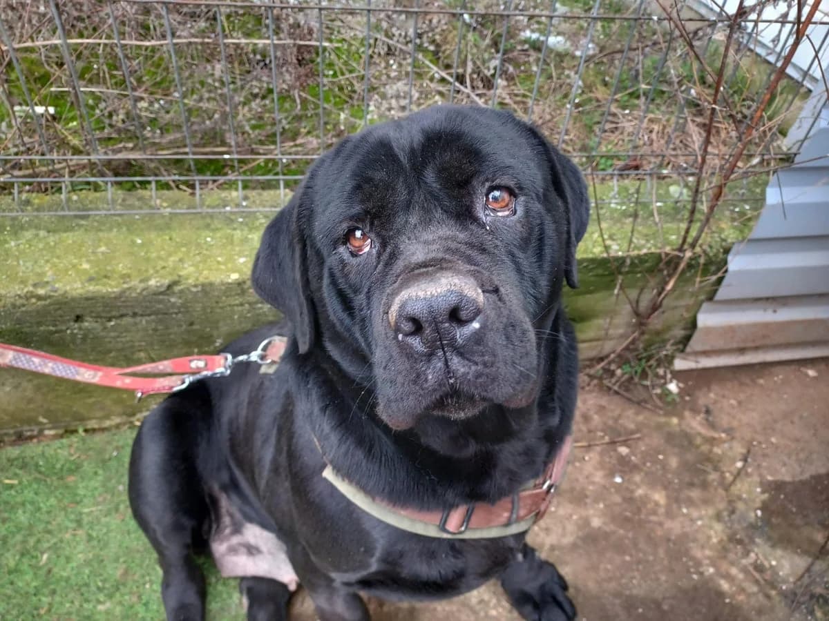 Unique, female 6yo Mixed Breed for adoption at Ein Herz für Streuner e.V., München