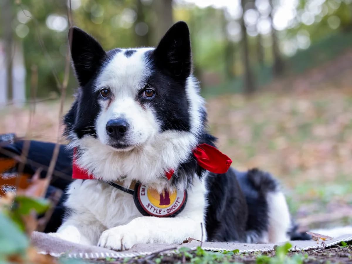 Urmel, schwarz male 6yo Mixed Breed for adoption at Ein Herz für Streuner e.V., München