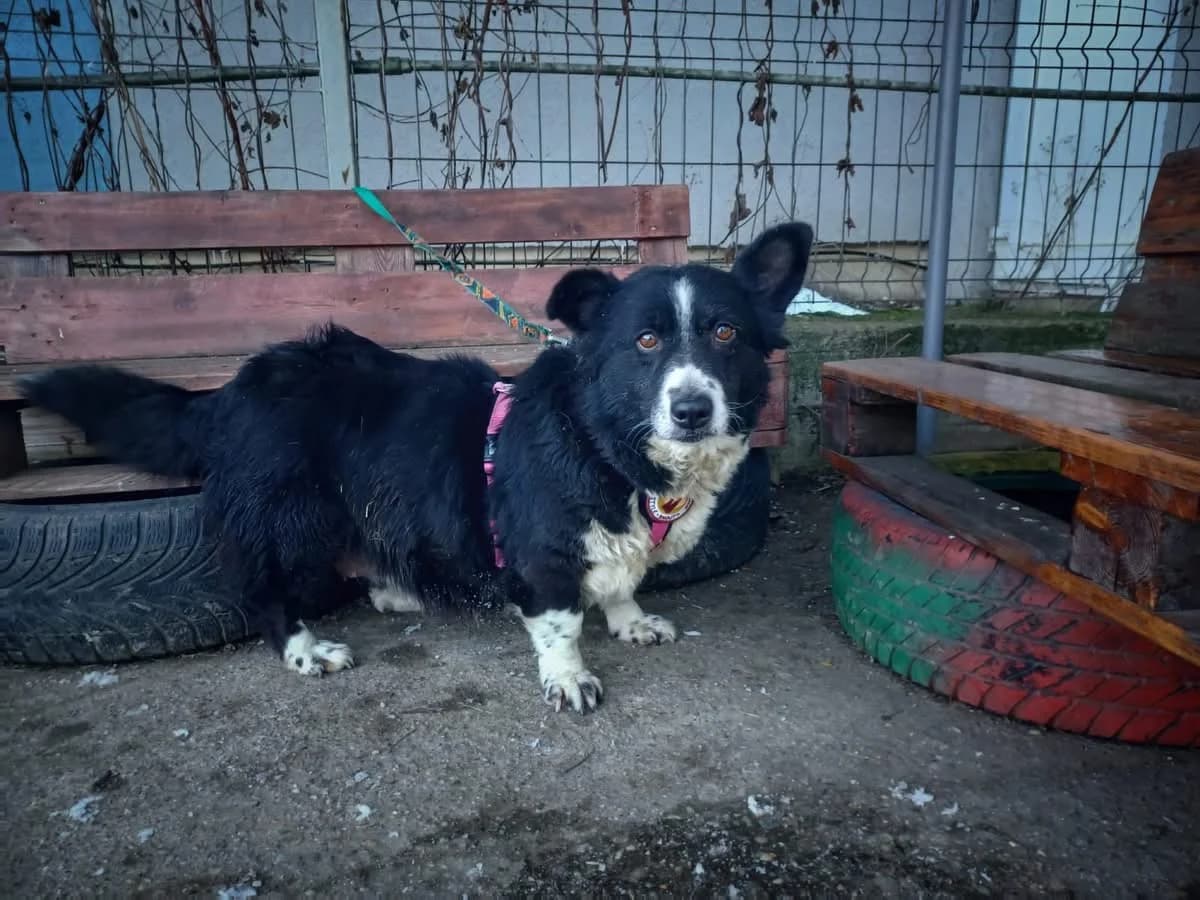 Urmel, female senior Mixed Breed for adoption at Ein Herz für Streuner e.V., München