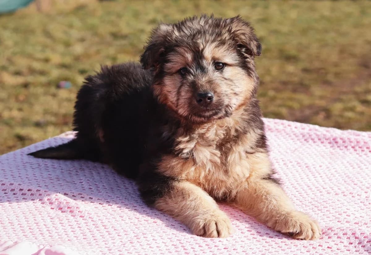 Ursina, braun female puppy Mixed Breed for adoption at Ein Herz für Streuner e.V., München