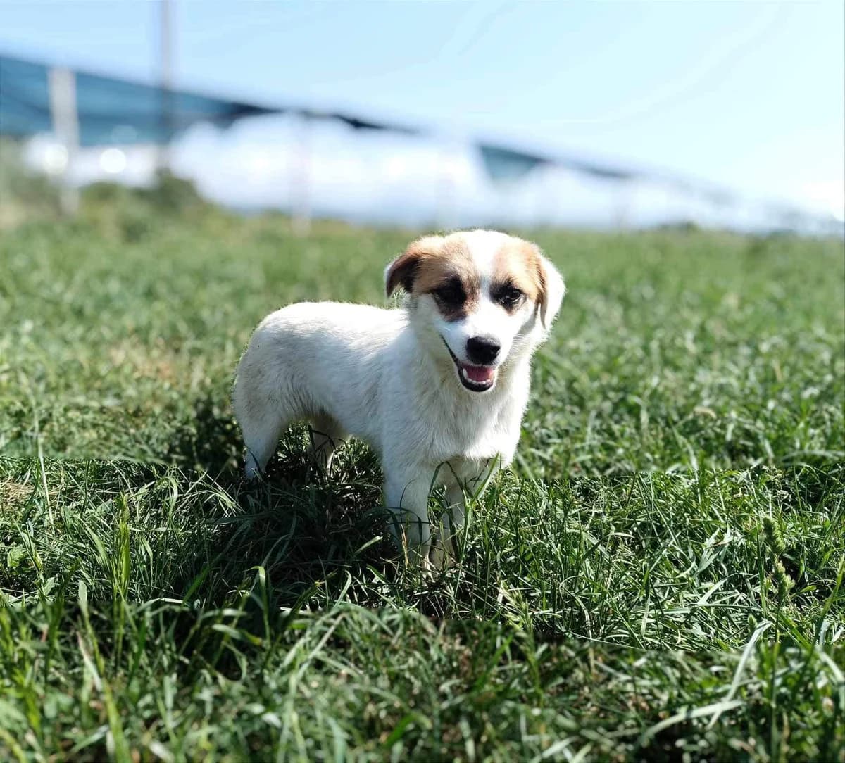 Uschi, female young Mixed Breed for adoption at Ein Herz für Streuner e.V., München