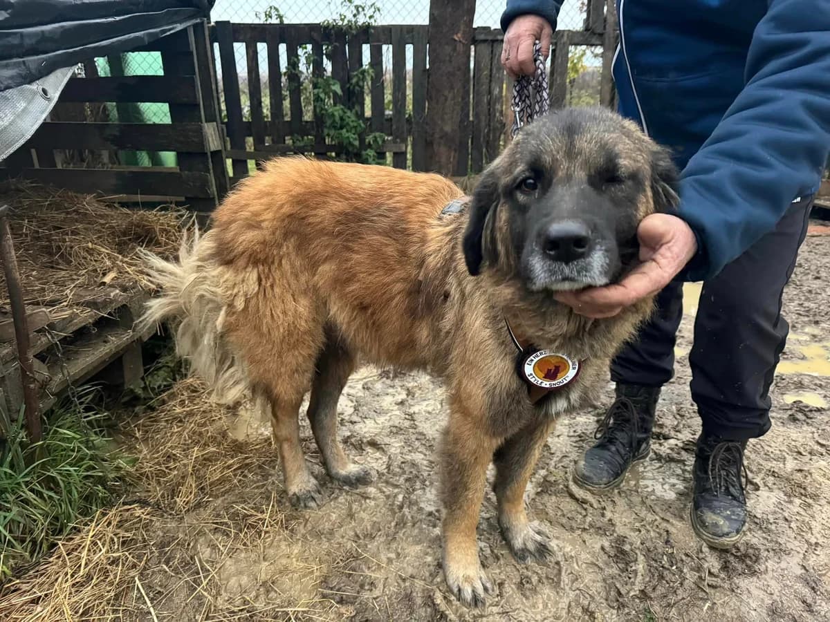 Uschka, female 4yo Mixed Breed for adoption at Ein Herz für Streuner e.V., München