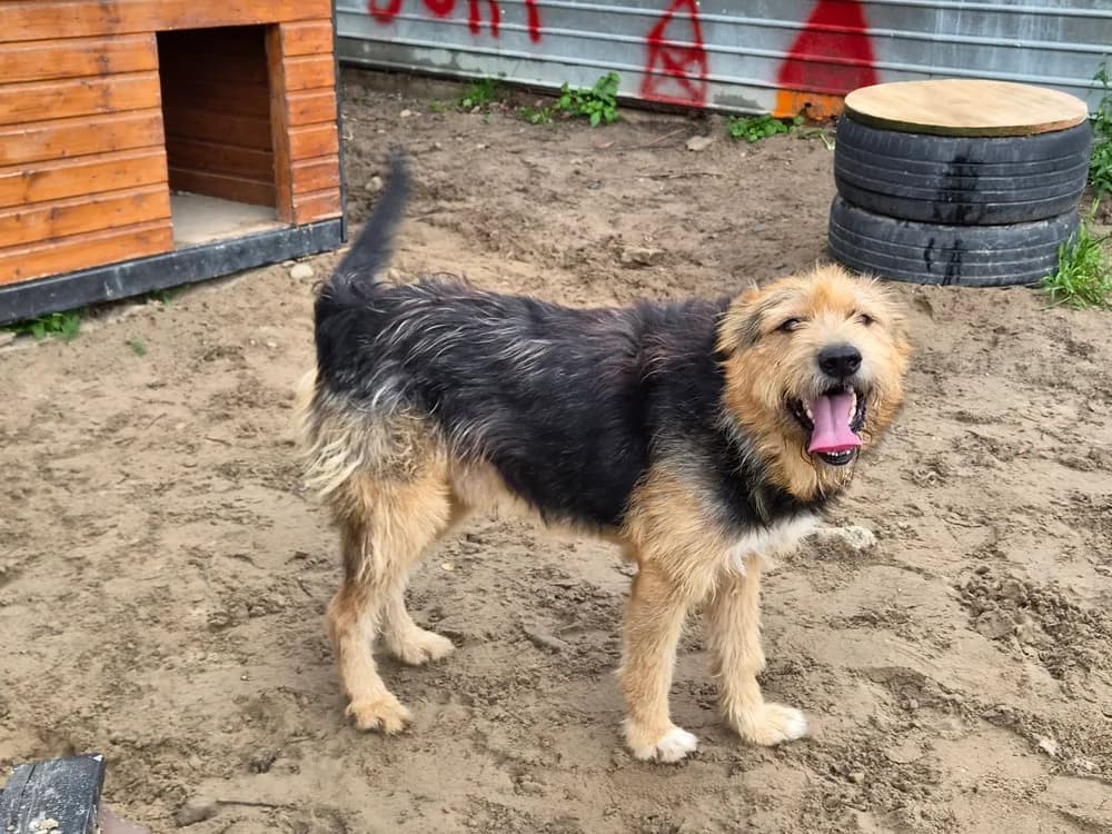 Usturoi, male senior Mixed Breed for adoption at Ein Herz für Streuner e.V., München