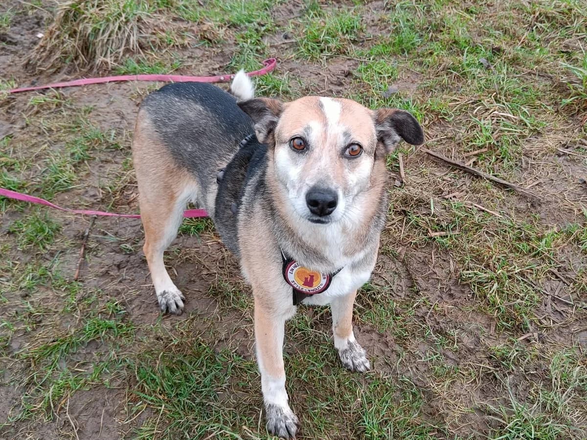 Utah, female 5yo Mixed Breed for adoption at Ein Herz für Streuner e.V., München