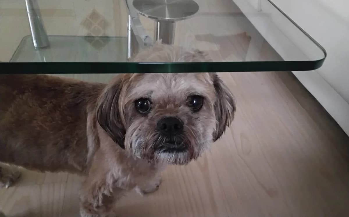 Uva, female 4yo Mixed Breed for adoption at Ein Herz für Streuner e.V., München